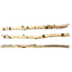 Branche De Bouleau De 40 Po Par Brookdale Treeland Nurseries, Ens. De 3