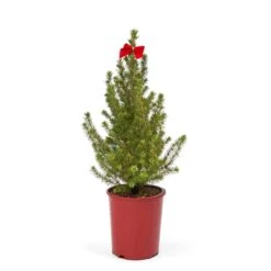 Épinette D'Alberta Avec Petits Ornements Et Lumières à DEL Par Brookdale Treeland Nurseries De 25 Po, Ens. De 2 -Décoration De Noël 331063541 AlternateImage3 l