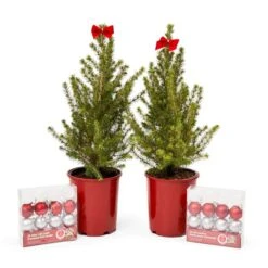 Épinette D'Alberta Avec Petits Ornements Et Lumières à DEL Par Brookdale Treeland Nurseries De 25 Po, Ens. De 2