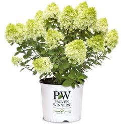 Hydrangée Assorti 2g