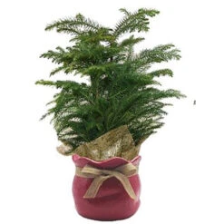 Pin De Norfolk, Pot En Céramique De 4 Po